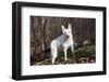 White German Shepherd Dog (Male)-Lynn M^ Stone-Framed Photographic Print