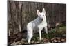 White German Shepherd Dog (Male)-Lynn M^ Stone-Mounted Photographic Print