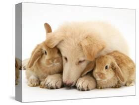 White German Shepherd Dog Puppy and Sandy Lop Baby Rabbits-Jane Burton-Stretched Canvas