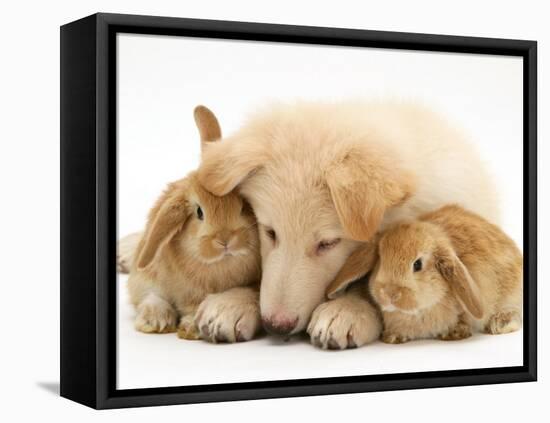 White German Shepherd Dog Puppy and Sandy Lop Baby Rabbits-Jane Burton-Framed Stretched Canvas