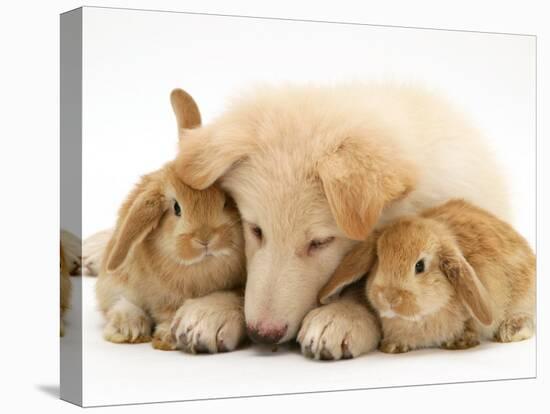 White German Shepherd Dog Puppy and Sandy Lop Baby Rabbits-Jane Burton-Stretched Canvas