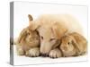 White German Shepherd Dog Puppy and Sandy Lop Baby Rabbits-Jane Burton-Stretched Canvas