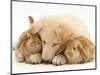 White German Shepherd Dog Puppy and Sandy Lop Baby Rabbits-Jane Burton-Mounted Premium Photographic Print