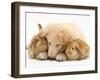 White German Shepherd Dog Puppy and Sandy Lop Baby Rabbits-Jane Burton-Framed Photographic Print