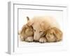 White German Shepherd Dog Puppy and Sandy Lop Baby Rabbits-Jane Burton-Framed Photographic Print