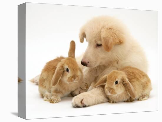 White German Shepherd Dog Puppy with Sandy Lop Baby Rabbits-Jane Burton-Stretched Canvas