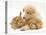 White German Shepherd Dog Puppy with Sandy Lop Baby Rabbits-Jane Burton-Stretched Canvas