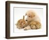 White German Shepherd Dog Puppy with Sandy Lop Baby Rabbits-Jane Burton-Framed Premium Photographic Print