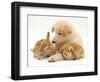 White German Shepherd Dog Puppy with Sandy Lop Baby Rabbits-Jane Burton-Framed Premium Photographic Print