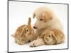 White German Shepherd Dog Puppy with Sandy Lop Baby Rabbits-Jane Burton-Mounted Premium Photographic Print