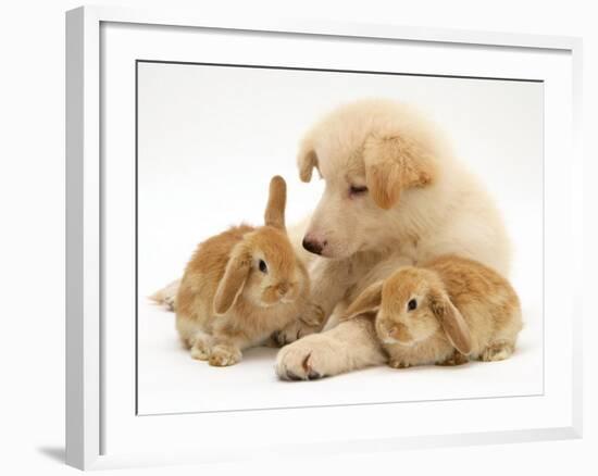 White German Shepherd Dog Puppy with Sandy Lop Baby Rabbits-Jane Burton-Framed Photographic Print