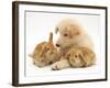 White German Shepherd Dog Puppy with Sandy Lop Baby Rabbits-Jane Burton-Framed Photographic Print