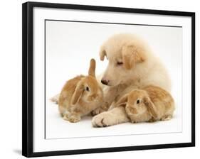 White German Shepherd Dog Puppy with Sandy Lop Baby Rabbits-Jane Burton-Framed Photographic Print