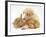 White German Shepherd Dog Puppy with Sandy Lop Baby Rabbits-Jane Burton-Framed Photographic Print