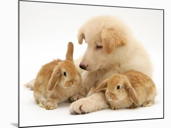 White German Shepherd Dog Puppy with Sandy Lop Baby Rabbits-Jane Burton-Mounted Photographic Print