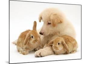 White German Shepherd Dog Puppy with Sandy Lop Baby Rabbits-Jane Burton-Mounted Photographic Print