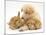 White German Shepherd Dog Puppy with Sandy Lop Baby Rabbits-Jane Burton-Mounted Photographic Print