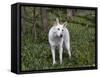 White German Shepherd in Spring Flowers, Illinois-Lynn M^ Stone-Framed Stretched Canvas