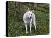 White German Shepherd in Spring Flowers, Illinois-Lynn M^ Stone-Stretched Canvas