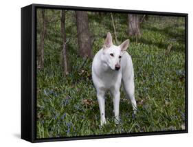 White German Shepherd in Spring Flowers, Illinois-Lynn M^ Stone-Framed Stretched Canvas