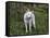 White German Shepherd in Spring Flowers, Illinois-Lynn M^ Stone-Framed Stretched Canvas