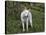 White German Shepherd in Spring Flowers, Illinois-Lynn M^ Stone-Stretched Canvas