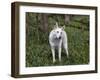 White German Shepherd in Spring Flowers, Illinois-Lynn M^ Stone-Framed Photographic Print