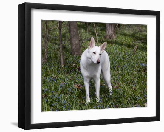 White German Shepherd in Spring Flowers, Illinois-Lynn M^ Stone-Framed Photographic Print