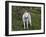 White German Shepherd in Spring Flowers, Illinois-Lynn M^ Stone-Framed Photographic Print