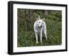 White German Shepherd in Spring Flowers, Illinois-Lynn M^ Stone-Framed Photographic Print