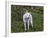 White German Shepherd in Spring Flowers, Illinois-Lynn M^ Stone-Framed Photographic Print