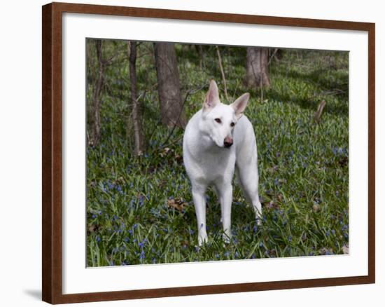 White German Shepherd in Spring Flowers, Illinois-Lynn M^ Stone-Framed Photographic Print