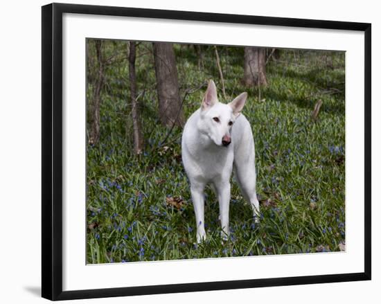 White German Shepherd in Spring Flowers, Illinois-Lynn M^ Stone-Framed Photographic Print