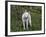 White German Shepherd in Spring Flowers, Illinois-Lynn M^ Stone-Framed Photographic Print