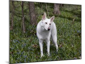 White German Shepherd in Spring Flowers, Illinois-Lynn M^ Stone-Mounted Photographic Print