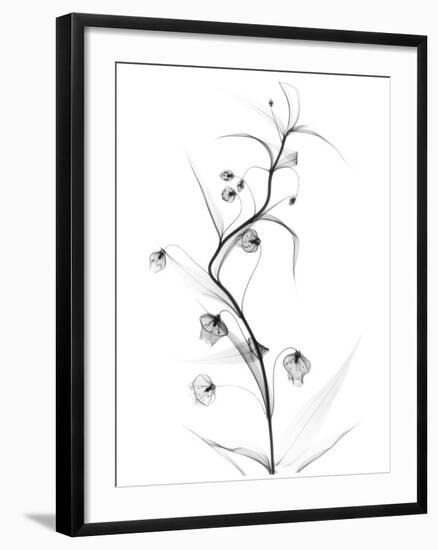 White Globe Lily-Albert Koetsier-Framed Art Print