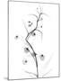 White Globe Lily-Albert Koetsier-Mounted Art Print