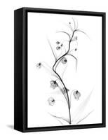 White Globe Lily-Albert Koetsier-Framed Stretched Canvas