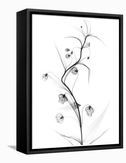 White Globe Lily-Albert Koetsier-Framed Stretched Canvas