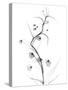 White Globe Lily-Albert Koetsier-Stretched Canvas