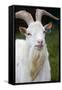 White Goat-null-Framed Stretched Canvas