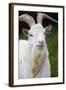 White Goat-null-Framed Photographic Print