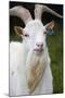 White Goat-null-Mounted Photographic Print