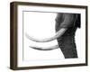 WHITE GOLD-Jaco Marx-Framed Photographic Print