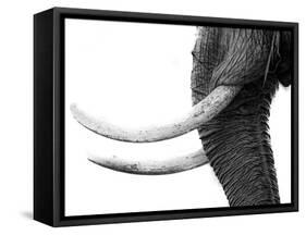 WHITE GOLD-Jaco Marx-Framed Stretched Canvas