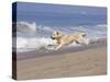 White Golden Retriever Running Along Pacific Beach-Lynn M^ Stone-Stretched Canvas
