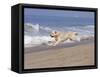 White Golden Retriever Running Along Pacific Beach-Lynn M^ Stone-Framed Stretched Canvas