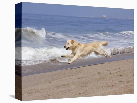 White Golden Retriever Running Along Pacific Beach-Lynn M^ Stone-Stretched Canvas