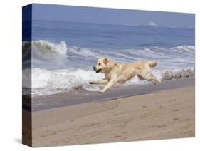 White Golden Retriever Running Along Pacific Beach-Lynn M^ Stone-Stretched Canvas