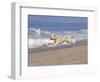 White Golden Retriever Running Along Pacific Beach-Lynn M^ Stone-Framed Photographic Print